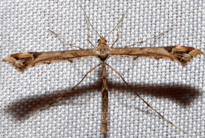 E. Pterophoridae sp.