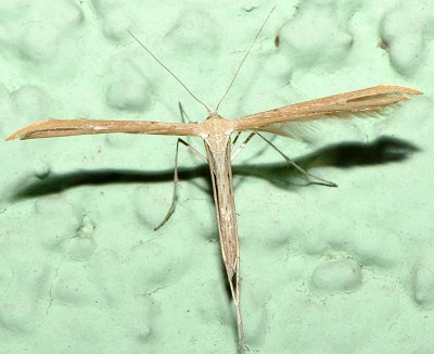 F. Pterophoridae sp.