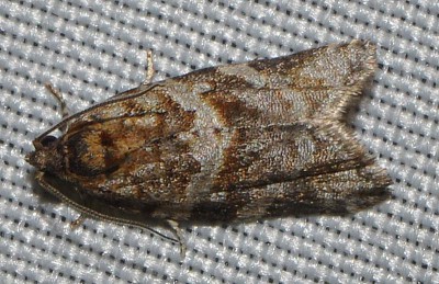 B. Tortricidae sp.?