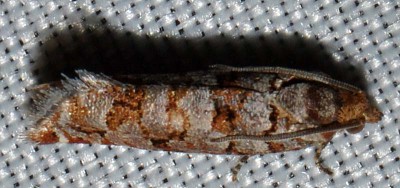F. Tortricidae sp.