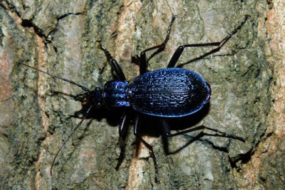 Carabus.JPG