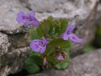 Bluszczyk kurdybanek (Glechoma hederacea L.).jpeg