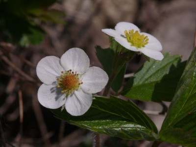 Poziomka pospolita(Fragaria vescaL.).jpeg