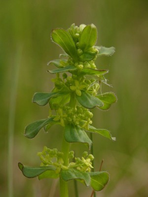 Przytulinka wiosenna (Cruciata glabra (L.) Ehrend.).jpeg