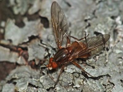 Brachyopa dorsata.jpg