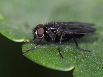 Anthracomyia doronici ( Calliphoridae ).jpg