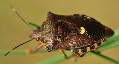 Pinthaeus_sanguinipes_1213_Grabin.jpg