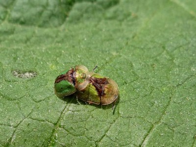 Cassida vibex_Pakosław.jpg