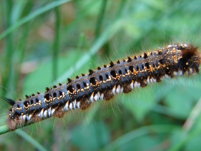 Euthrix potatoria.JPG