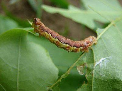 Erannis defoliaria.JPG