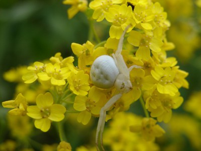 Misumena vatia.JPG