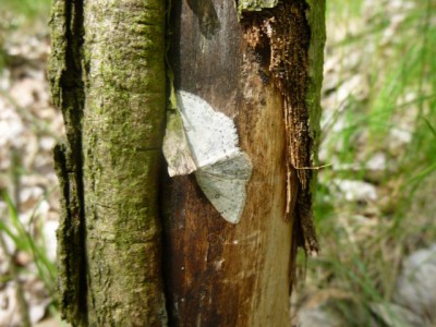 1) Cyclophora albipunctata Igłowice 16.05.2015