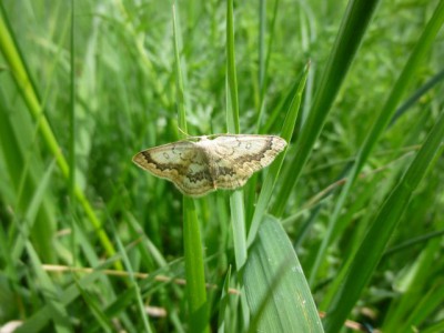 2)  Cyclophora annularia  Zabłocie 06.05.2015