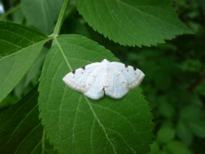 27)  Lomographa bimaculata  Guzice 19.05.2015