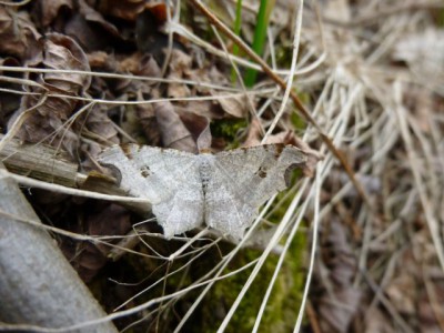 32) Macaria alternata Bytnik 09.05.2015