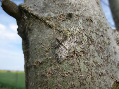 37) Lobophora halterata Polkowice 08.05.2015