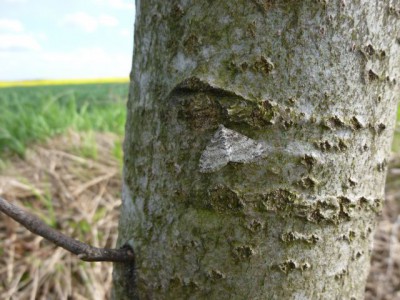 38) Lobophora halterata Polkowice   08.05.2015