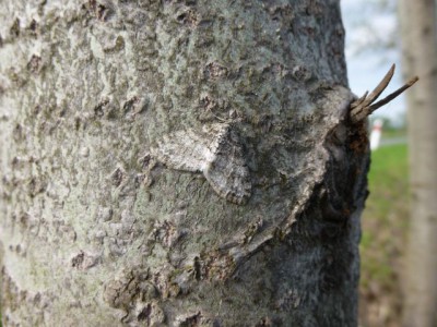 39) Lobophora halterata Polkowice 08.05.2015