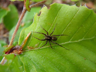 Pardosa amentata.JPG