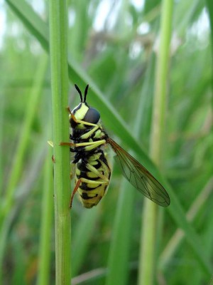 Chrysotoxum verralli_Zakrzewo ad jez. Lubotyńskie_1.jpg