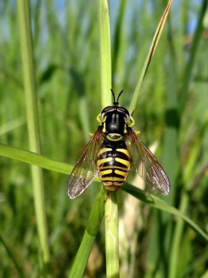 Chrysotoxum verralli_Zakrzewo ad jez. Lubotyńskie.jpg