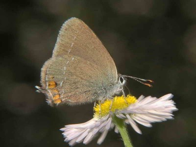 Satyrium acaciae (FABRICIUS, 1787) -  ok. Krosna...