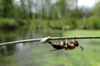 Tabanidae_Heptatoma pellucens_Pakosław_2.jpg