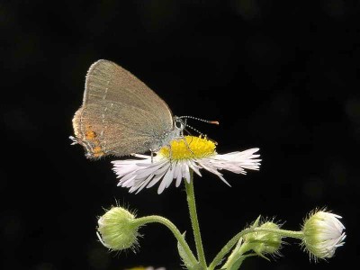 Satyrium acaciae (FABRICIUS, 1787) - ok. Krosna...