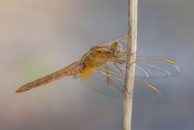 Crocothemis erythraea - samiec