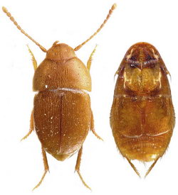 Cholevinae, Leptodirini