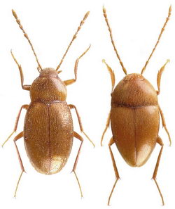 Leiodinae, Agathidini