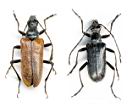 Acmaeops septentrionis