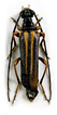 Cornumutila lineata (quadrivittata)