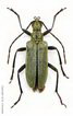 Acmaeops angusticollis