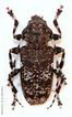 Aegomorphus obsurior (=wojtylai)