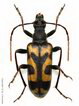 Evodinus borealis