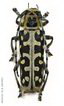 Saperda scalaris