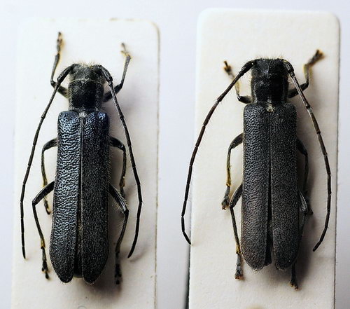 Stenostola dubia i Stenostola ferrea