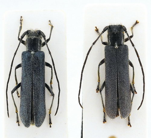 Stenostola dubia i Stenostola ferrea