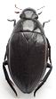 hydrophilus_piceus_female.jpg