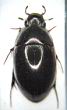 limnoxenus_picipes.jpg
