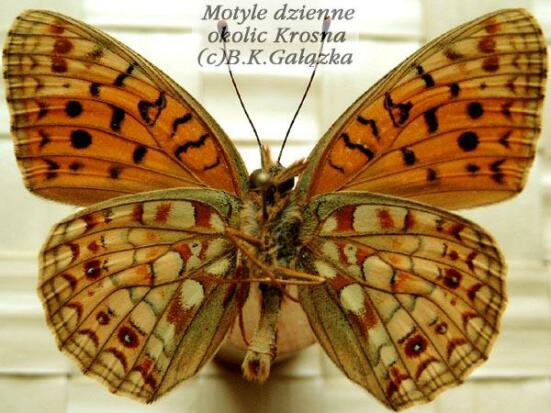 Argynnis niobe