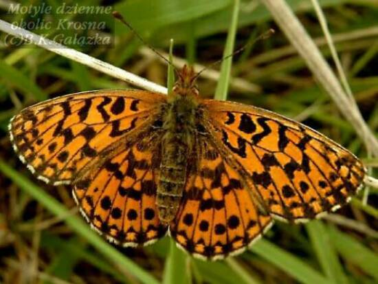 Boloria dia (female)