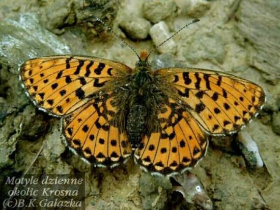 Boloria euphrosyne (female)