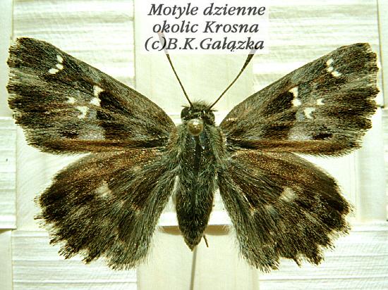 Carcharodus flocciferus