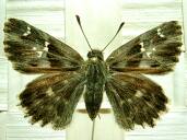 Carcharodus flocciferus