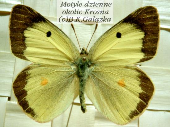 Colias erate (male)