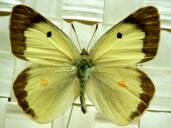 Colias erate