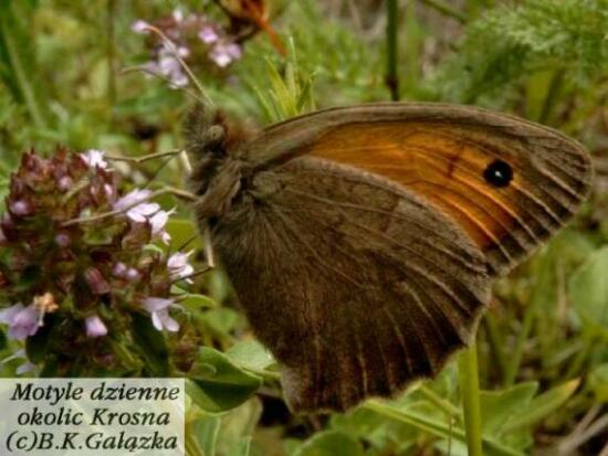 Hyponephele lycaon (male)
