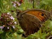 Hyponephele lycaon (male)